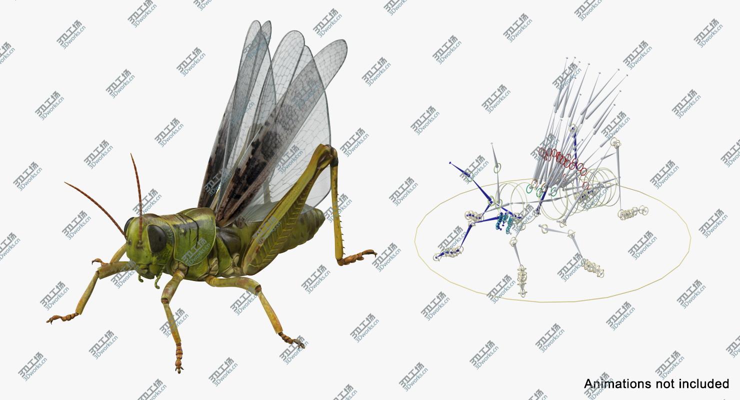 images/goods_img/202105071/Grasshopper Rigged 3D model/3.jpg